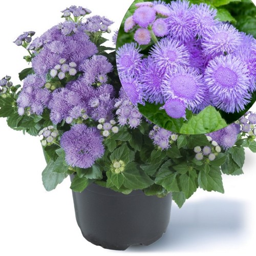 Ageratum houstonianum 'Ariella® Power Blue' - Mehhiko päsmaslill 'Ariella® Power Blue' P9/0,55L